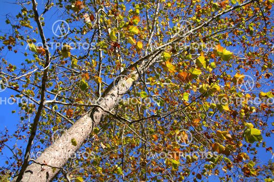 Autumn Trees