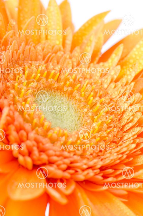 Gerbera blomma