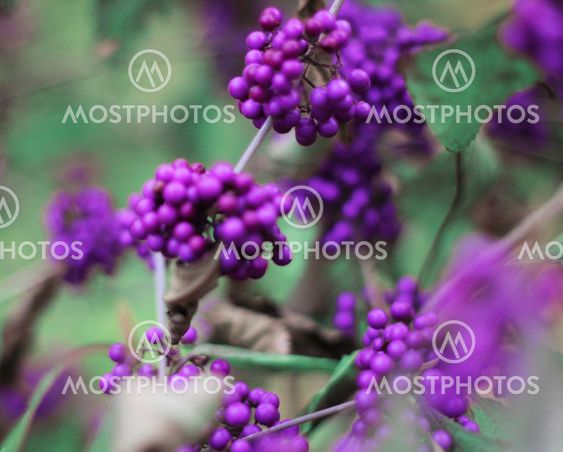 Callicarpa bodinieri