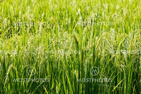green paddy rice in field.
