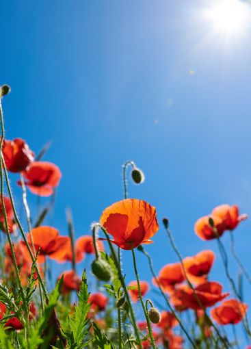 Countryside, sky and flowers in environment, floral or...