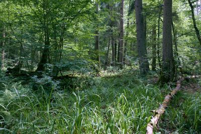 Alder tree deciduous stand