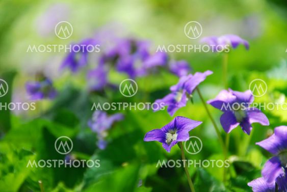 Violets