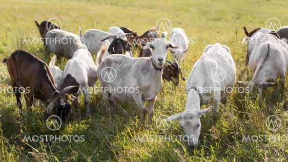 goats on land with grass. High quality and resolution...