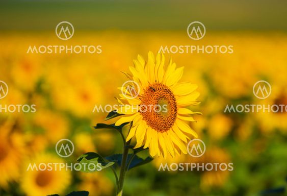 sunflower with bee