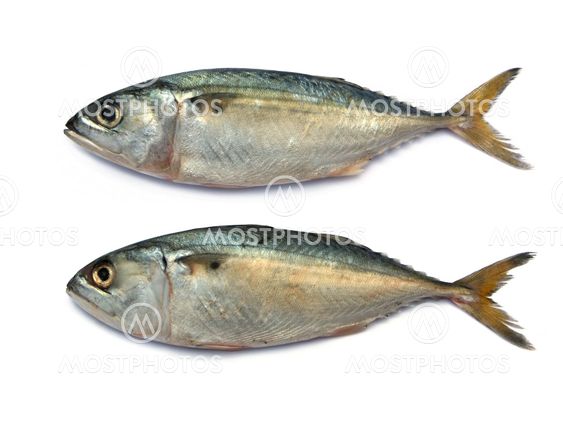 Fresh mackerel fish