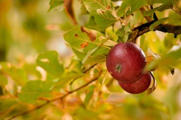 Red apple, nutrition and growth in nature, fruit and...