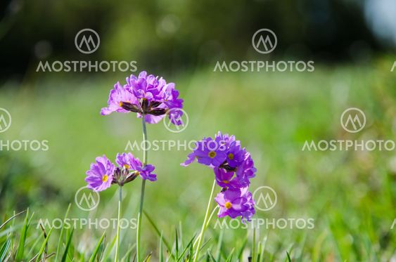 Primula wildflower closeup