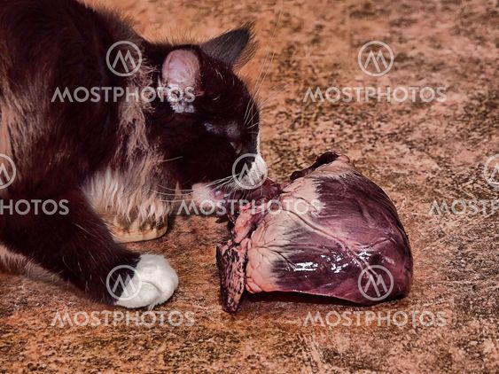 Kat og hjerte