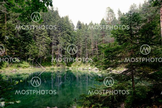 lake among the forest