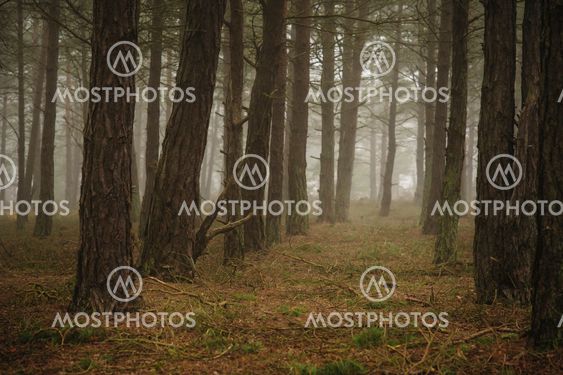 Skog i Skanör