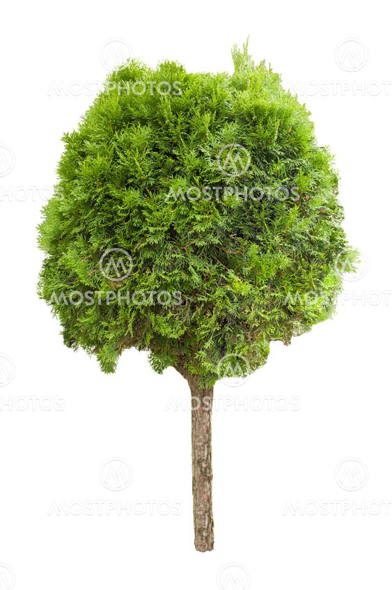 thuja