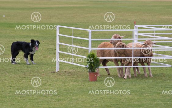 arbejder hunden