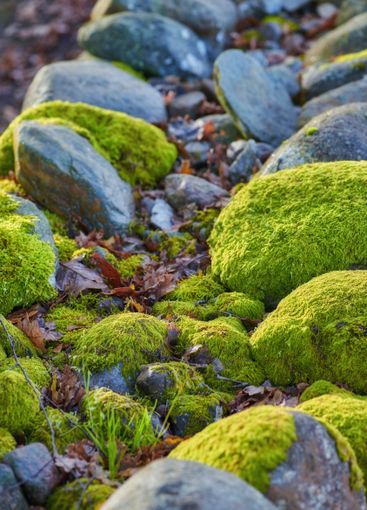 Rocks, moss and fungal growth with stones in nature for...