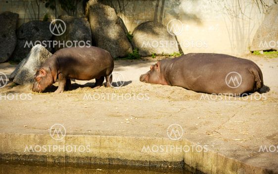 Hippopotamus family