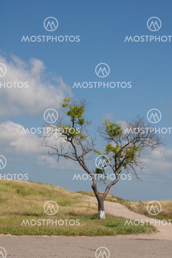 Single tree in shape of a heart