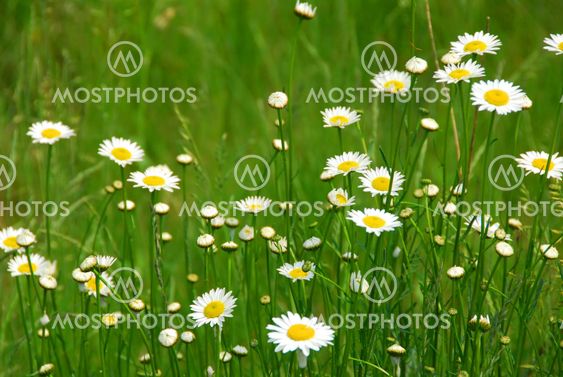 Wild daisies