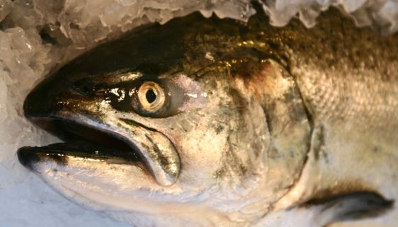 Fish