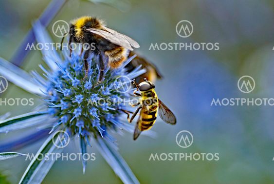 HUMLA OCH BLOMFLUGA
