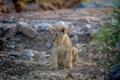 Lion cub sitting in a dry riverbed.