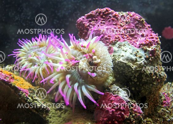 Sea anemone with mutlicolored algae