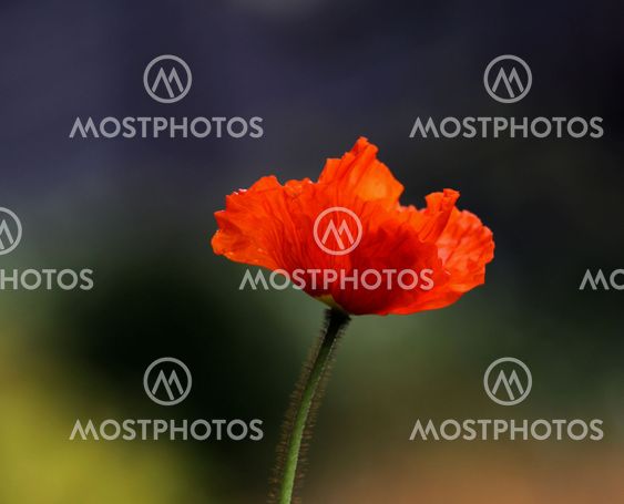 Poppy_10