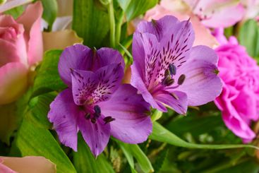 Bouquet, flowers and closeup for nature growth of gift...