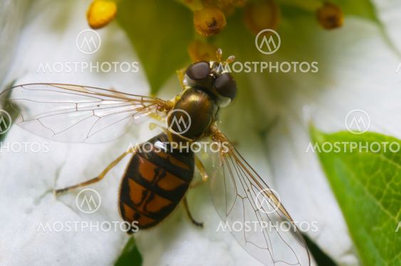 Pegefølsomme flyve på Blossom