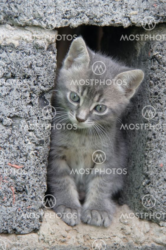 Small Grey Kitten By Oleksandr Kulichenko Mostphotos Small Grey Kitten By Oleksandr Kulichenko Mostphotos