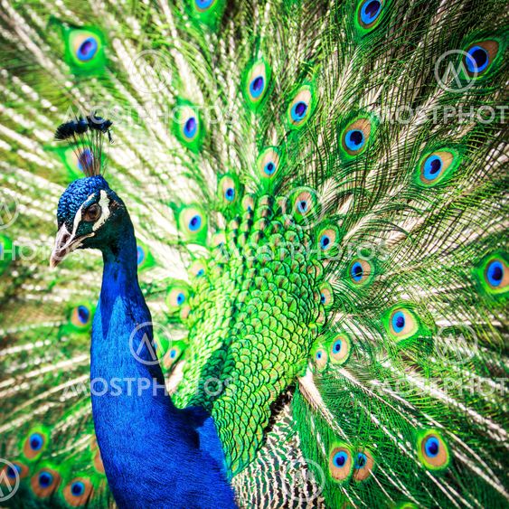 Splendid peacock with feathers out (Pavo cristatus) (shallow DOF; color toned image)