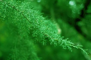 Closeup of juniper tree branches. Blur