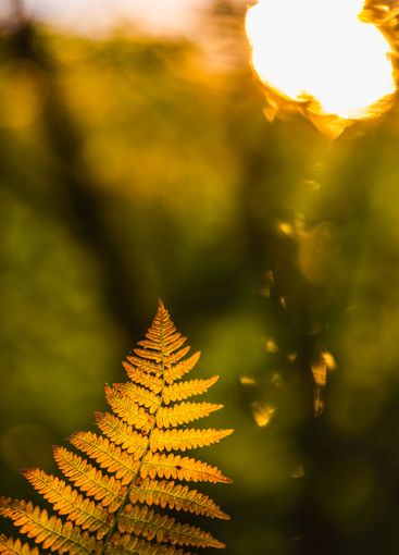 Golden fern bathed in warm sunlight during a serene...