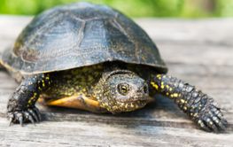 Big turtle on wooden desk