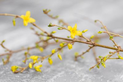 Yellow forsythia suspensa spring. Flowers bloom from buds...