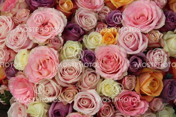 Pastel wedding roses