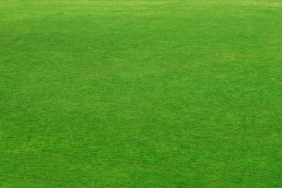 green grass background