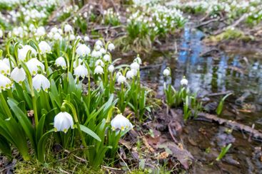 early spring forest with spring snowflake, Vysocina,...