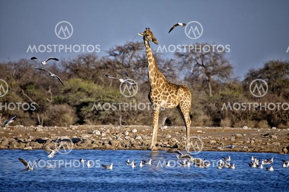 a giraffe near a waterhole at etosha national park namibia