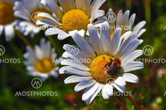 Bee on a flower daisies