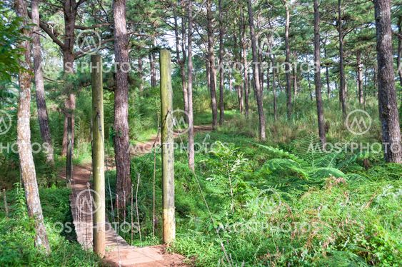 Forest Road
