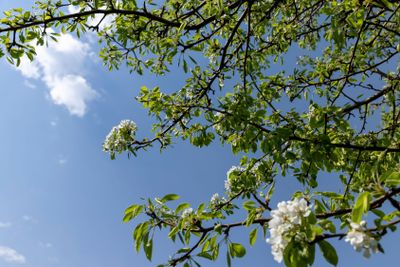 blooming berry cherry in the spring season