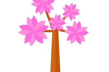 Cherry blossom tree. Cherry blossoms in spring season.