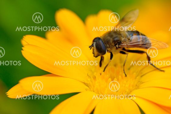 honey bee
