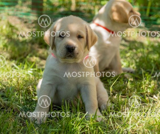 Labrador puppy in green grass