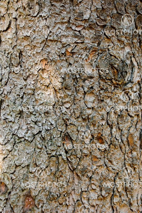 Bark Texture