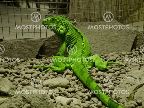 iguana