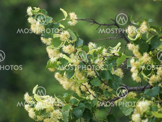 branches of flowering linden