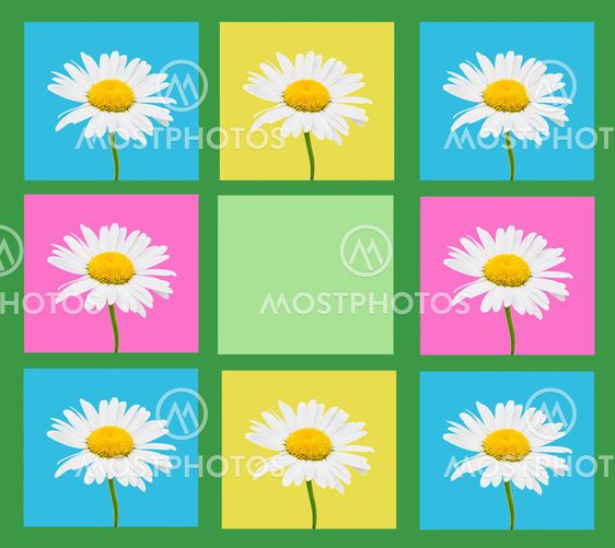 Composition of camomile flowers in a frame