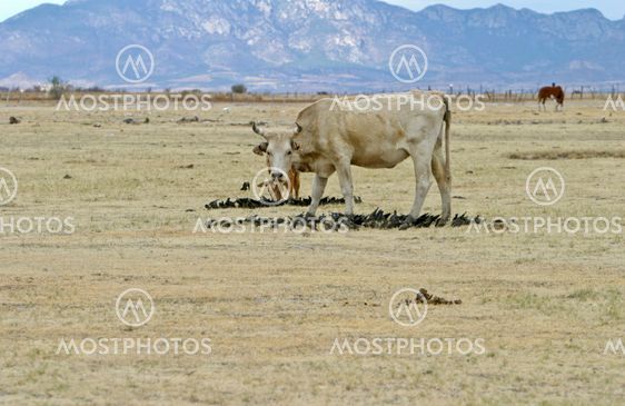 Cow and Birds