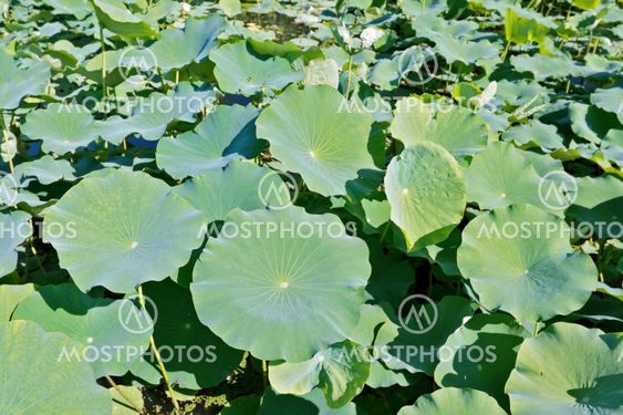 Lotus leaves on a pond filling frame